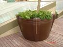 Planters -3